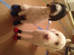 Jacoby Issac Love Their Meshies And That Can Now Run On The New Hardwood Floors Alldogboots Blog Dog Boots Summer Dog Hardwood Floors