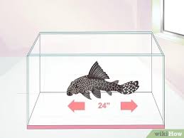I have tried melafix, pimafix, and tri sulfa. 3 Ways To Set Up A Fish Tank For Plecostomus Catfish Wikihow