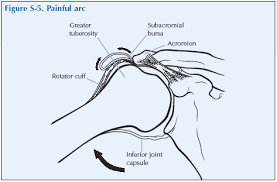 Image result for Shoulder History