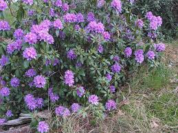 Rhododendron Ponticum Ornamental Plants Rhododendron Trees To Plant