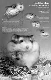 If you want to keep more than one hamster, times these measurements by 0.5 for each extra robo. Food Hoarding Behavior In Roborovski Dwarf Hamster Phodopus Roborovskii Ami 2017 Annual Conference
