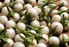 Image result for Solanum macrocarpon