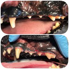 Owners may notice a mass in the cat's mouth. Oral Tumors Animal Dental Specialist