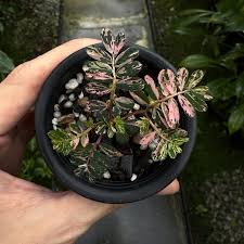 Image result for Phyllanthus polyanthus