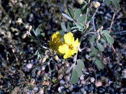 Image result for Olax obtusifolia