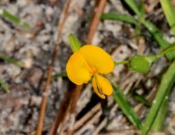 Image result for Zornia punctatissima