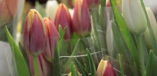 We will not be delivering to the salem va hospital until further notice. Tfs Roanoke Southwest Virginia S Wholesale Floral Supplier