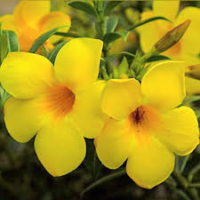 Image result for Allamanda schottii