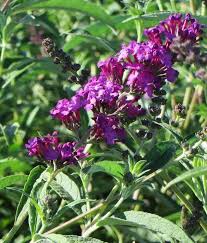 Image result for buddleia davidii