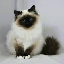 Pin De Jaudijane Em Fluffies And Whiskers Gatos Bonitos Racas De Gatos Filhotes De Gatos