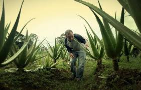 Warna lidah bisa menggambarkan kesehatan anda. Budidaya Lidah Buaya Di Desa Cimande