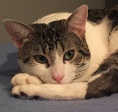 King street cats היא ספקית של מוצרים ושירותים, כגון: King Street Cats Reviews And Ratings Alexandria Va Donate Volunteer Review Greatnonprofits