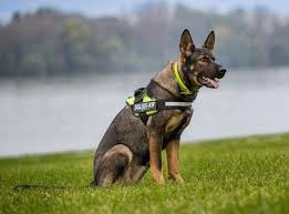 German Shepherd Size 1 Or 2 Harness Las Vegas K9 Inc