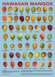 mangoes of hawaii chart mango varieties mango mango fruit