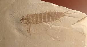 Image result for Trisetopsis