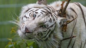 White Tiger Computer Wallpapers Desktop Backgrounds 2560x1440 Id 514382