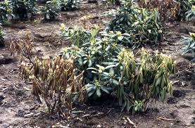 In order to take your cutting, you want to select growth which can be easily once everything has properly established a root structure the following season you can transplant your rhododendron into pots or directly into your. Rhododendron Phytophthora Root Rot Pacific Northwest Pest Management Handbooks