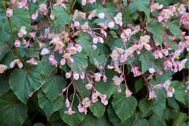 Image result for Rungia grandis