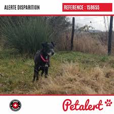 24 03 2019 Chien Verniergeneve Suisse