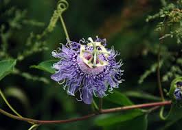 The missouri native plant society is a proud member of the grow native! Kansas Wildflowers And Grasses May Pop