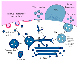 50% off select ultra feed™. Cells Free Full Text Mechanisms Of Action Of Egfr Tyrosine Kinase Receptor Incorporated In Extracellular Vesicles Html