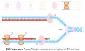 Place the following terms in the correct order from smallest to largest: Dna Replication Hl Bioninja