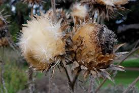 Image result for Gutenbergia leiocarpa