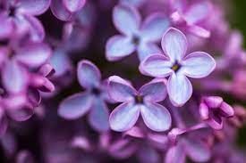 Lilac Flower Etymology Best Flower Wallpaper