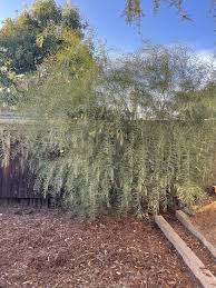 Image result for Acacia