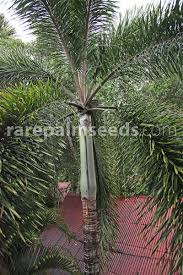 Image result for Wodyetia