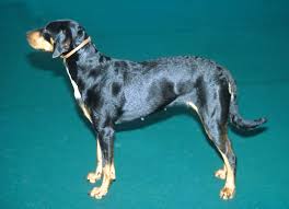 Image result for sedmihradský honič