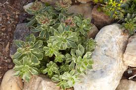 Another good idea is to pitch down if the rainfall has created any ruts or scrub in the hillside consider adding a dry fjord bed in these ruts. Create A Carpet Of Color In Your Yard With Groundcovers Costa Farms