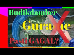 Kegagalan Budikdamber Gurame Youtube Di 2020 Sign Gagal Belajar