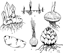 Modified Stems A Rhizome Iris B Rhizome Quack Grass C Corm Gladiolus D Tuber Potato E Bulb Onion Stylish Name Plant Structure Spanish Words
