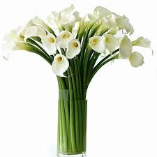 Image result for Zantedeschia aethiopica