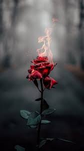 The Latest Iphone11 Iphone11 Pro Iphone 11 Pro Max Mobile Phone Hd Wallpapers Free Photography Wallpaper Nature Photography Beautiful Wallpapers Backgrounds