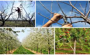 Organele pomilor fructiferi si functiile de aceea, livrarea pomilor fructiferi se realizeaza toamna sau primavara cand acestia se afla in repaus. Curatarea Pomilor Primavara Ce Taieri Se Fac Pentru Sanatatea Livezii