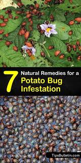 Both the adults, which are yellowish with black stripes, and the larvae, which are dark red or orange with black spots, feed on potato foliage. How To Handle Potato Bugs Stop Potato Bugs From Infesting Your Plants