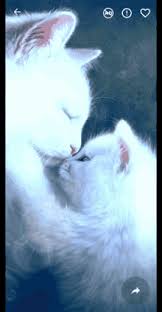 .admit it, how long did you spend looking at the picture to the right before you started reading this … looking at the picture with automatic bambi eyes setting in, with brain geared to such wee small biddy kitties? Moving Cat Animation Gifs Tenor