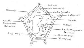 Draw well labeled diagram of a typical plant cell. Biology Paper 2 May June 2016