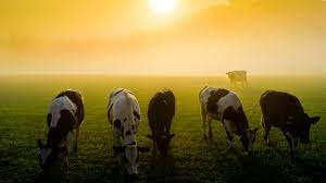 Maybe you would like to learn more about one of these? Gea Solutions Support More Resilient Dairy Farming Industry