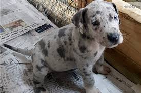 Find puppies in your area and helpful tips and info. Merle Female Great Dane Puppy For Sale Near Sarasota Bradenton Florida Da07bc0e 6991