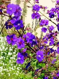 Purple Flowering Tree Purple Flowering Tree Flowering Trees Purple Flowers