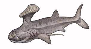 Stethacanthus was not unlike many modern sharks in body shape. The Chest Spike Stethacanthus 1889 Phylum Ch Tumbex