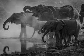 Black And White Lightroom Presets Elephant Pictures Elephant Black And White Black And White Landscape