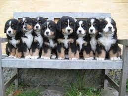 Bernese Mountain Dog Puppies Pet Dogs Dogs Cute Puppies