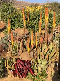 Image result for Aloe aculeata × ortholopha