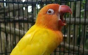1 paket banyak cerita jamu koplo vs pakan oplosan j&r jamu terbuat dari bahan herbal asli non. Doping Kecap Bango Membuat Lovebird Ngekek Mangap Burungnya Com