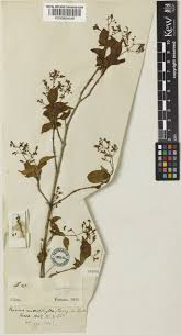 Image result for Premna hans-joachimii