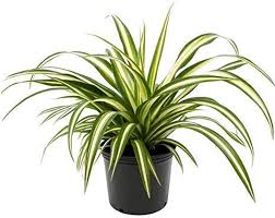 Image result for Anthericaceae